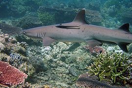 270px-tubbataha_shark.jpg